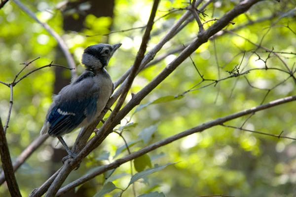 Birdie_dsc_0039