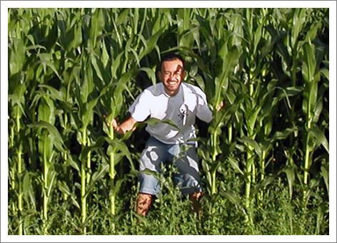 cornfield2