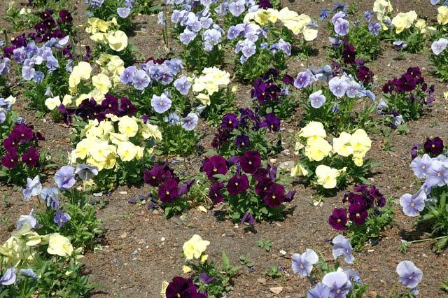 Dsc_0027_petunia