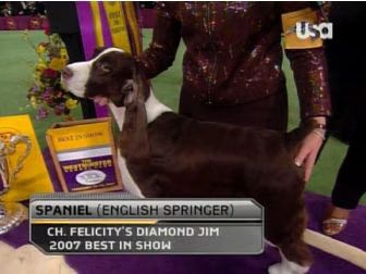 springer spaniel