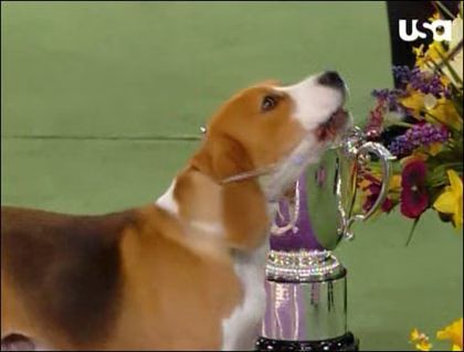Beagle Westminster