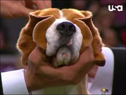 Beagle Westminster