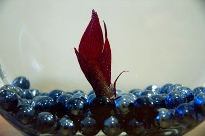 Fishjaya