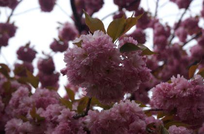 Rickey Cherry Blossoms