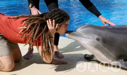 Jason Castro Dolphin