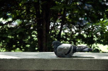 Pigeon Bryant Park