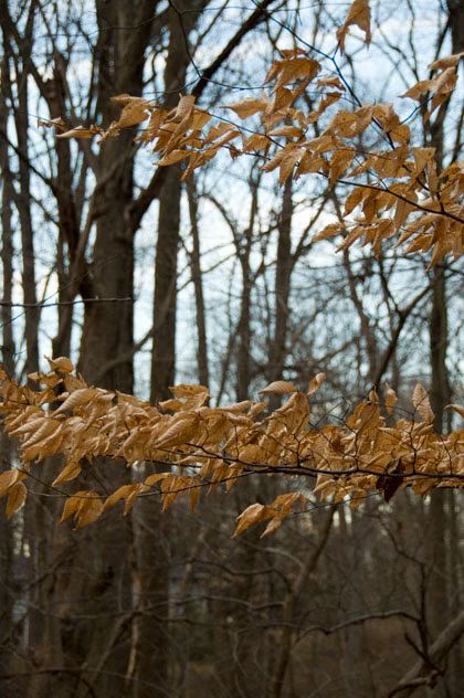 Leaves