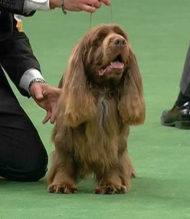 Stump Sussex Spaniel