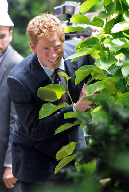90529X7_HARRY_B-GR_01.jpg
