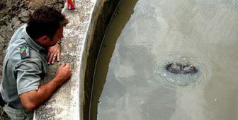 Hippo