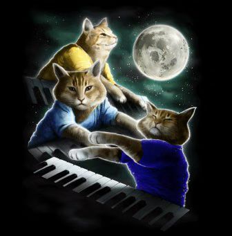 three-keyboard-cat.avif