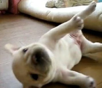 french-bulldog-01-2009-09-02.avif