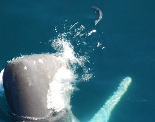 Sperm Whale 01-2010-03-10