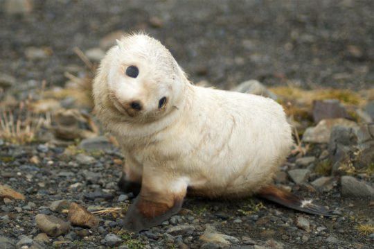 Seal.avif