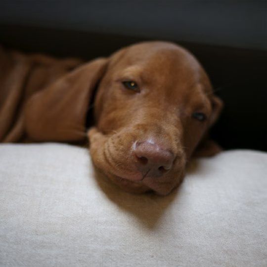 Dog Tired 01-2010-07-10.jpg