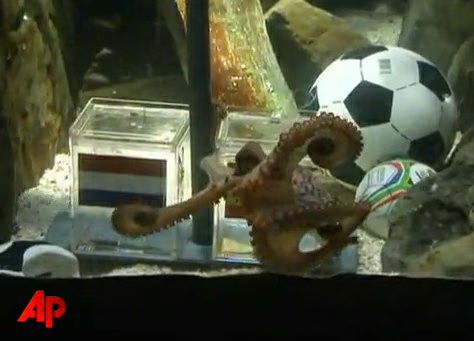Octopus Paul 01-2010-07-09.jpg