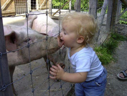 Baby Swine Flu Start.jpg