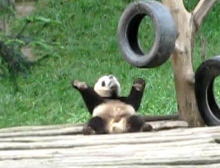 Dancing Panda Video 01-2010-08-21.jpg