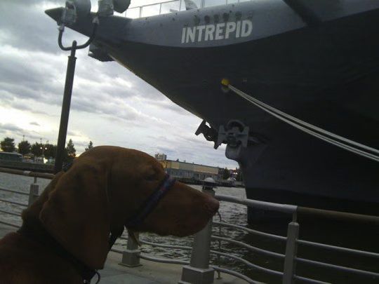 CJ Intrepid.jpg