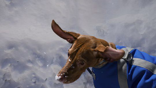 CJ Snow.avif