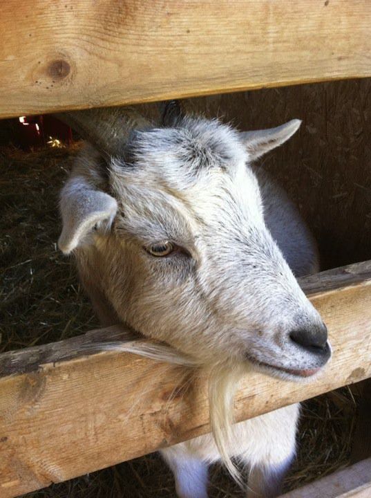 Kelly Clarkson Goat.jpg