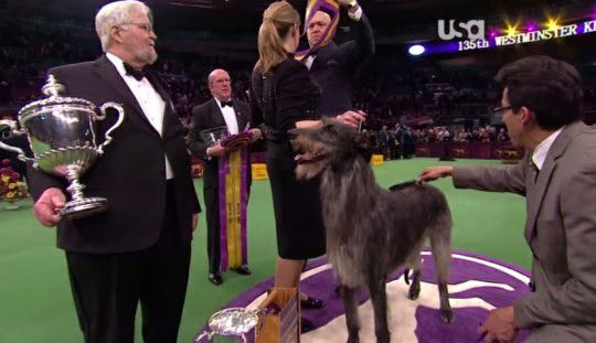 Scottish Deerhound Westminster Dog Show 01-2011-02-15.jpg