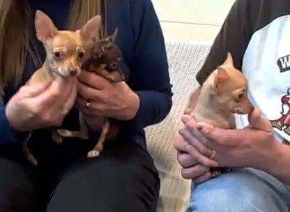Three Two-Legged Chihuahua Puppies 01-2011-03-09.jpg