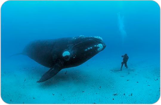 Right Whale National Geographic