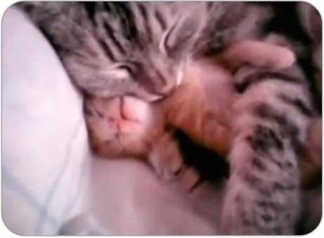 Mother Cat Hugs Her Baby Kitten
