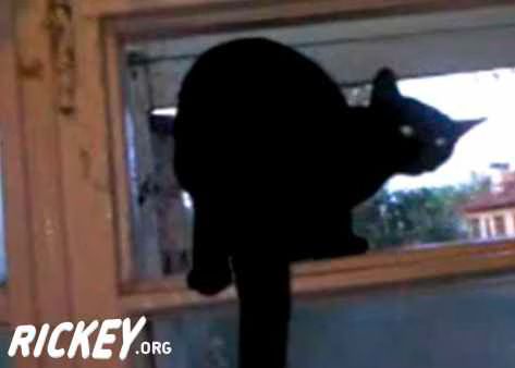 Cat barks until caught then meows again