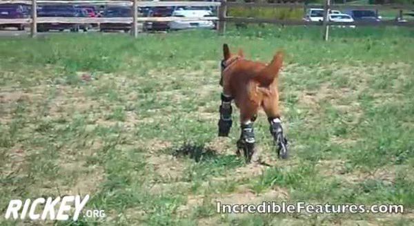 Naki o  First Dog Fitted With Bionic Paws