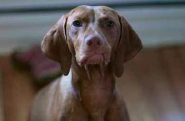 Vizsla Hungarian Pointer Picture