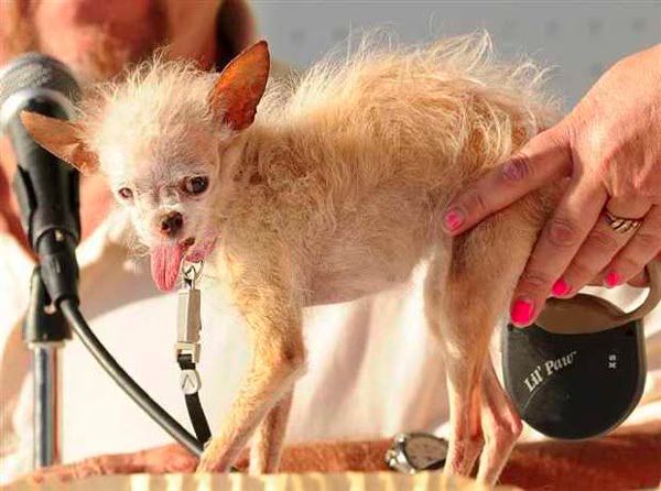 Yoda  Worlds Ugliest Dog