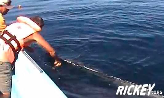 Humpback Whale shows thanks