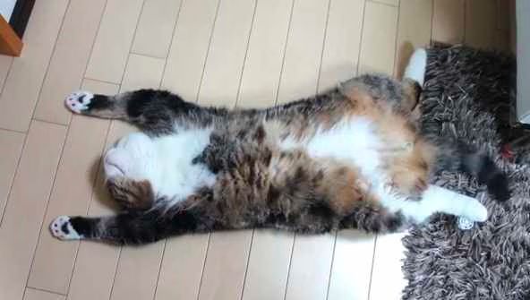 Maru is Exhausted