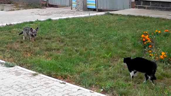Cat vs Dog Standoff
