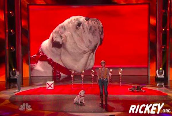 Gabe Rocks - English Bulldog - America's Got Talent.jpg Gabe Rocks English Bulldog America s Got Talent