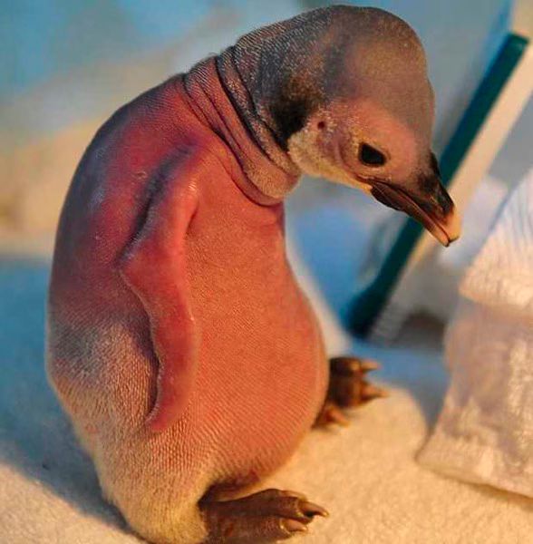 Bald Penguin Shunned By Family