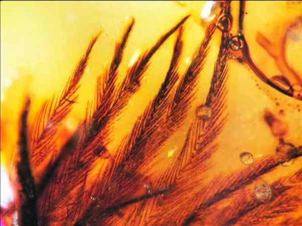 Dinosaur Feathers Found in Amber
