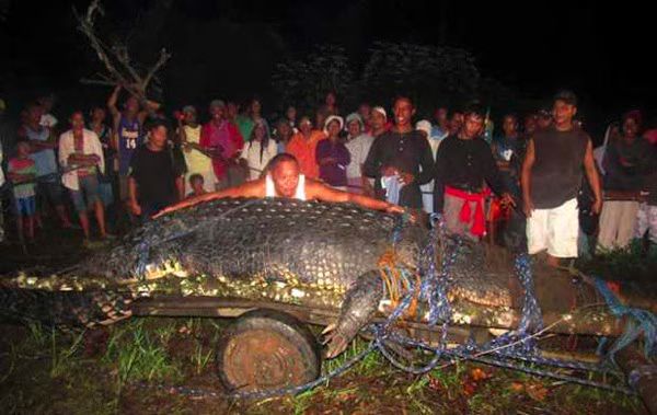 Giant Crocodile Captured in the Philippines