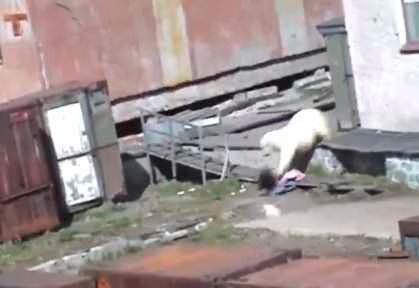 Woman Survives Polar Bear Attack in Russia - Video.jpg Woman Survives Polar Bear Attack in Russia Video