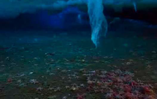 Brinicle Ice Finger of Death  BBC Nature Frozen Planet