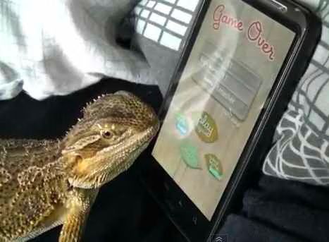 Bearded Dragon playing Ant Smasher.jpg Bearded Dragon playing Ant Smasher