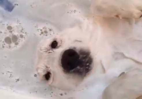 Dog Loves His Bath Video