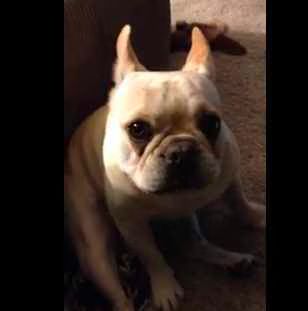 Talking French Bulldog  Video