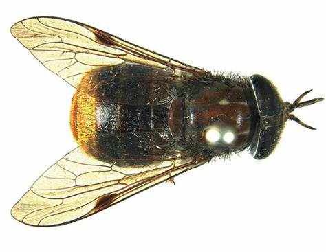 Beyonce Horsefly
