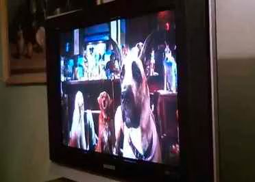 Dog Watches Marmaduke