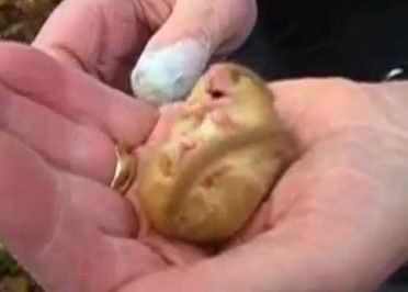 Dormouse Snoring