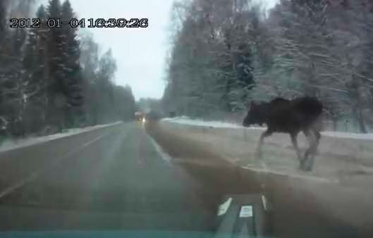 Moose on the Road