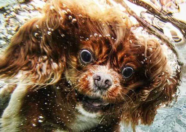 Amazing Underwater Dog Photography 01 2012 02 11
